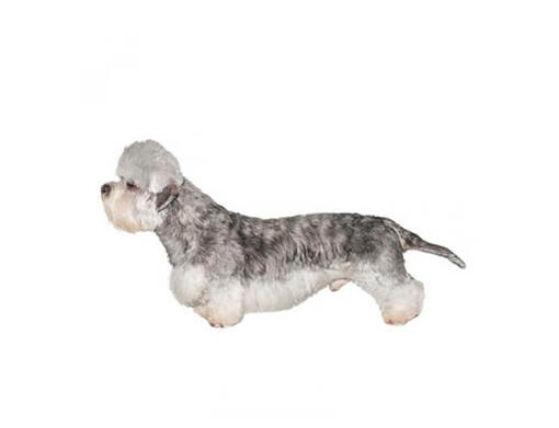 Chien dandie hot sale dinmont terrier